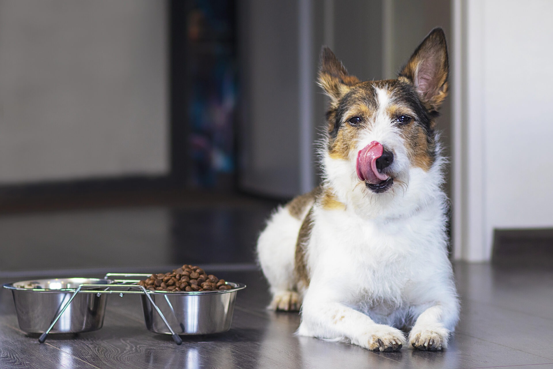 Kleine hond ligt naast een voerbak met hondenbrokken en likt zijn snuit na het eten.