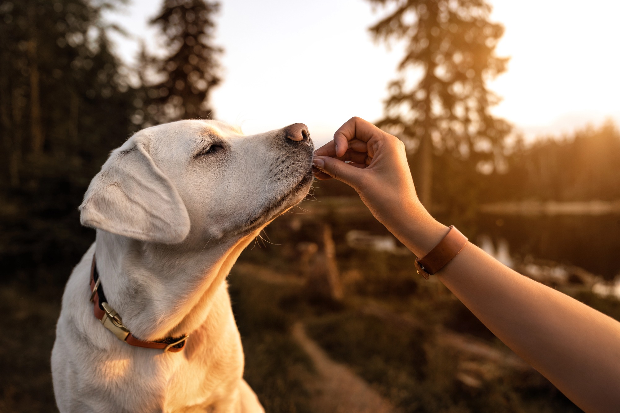 Close-up van een hand die een Labrador een kleine, gezonde snack geeft, tegen een warme, gouden zonsondergang in een bosrijke omgeving. (